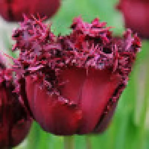 Tulip Labrador 
