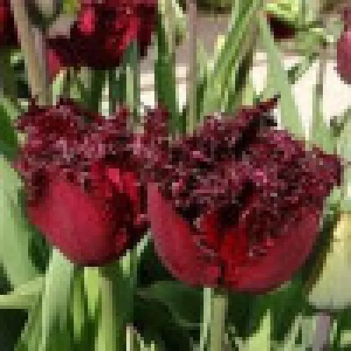 Tulip Labrador 