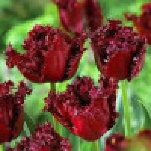 Tulip Labrador 