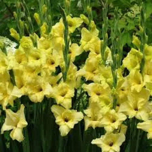 Gladiolus Lemon Drop