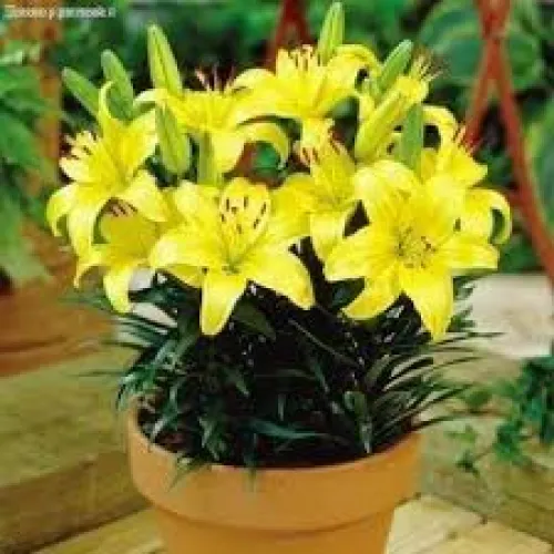 Ľalia Lemon Pixie
