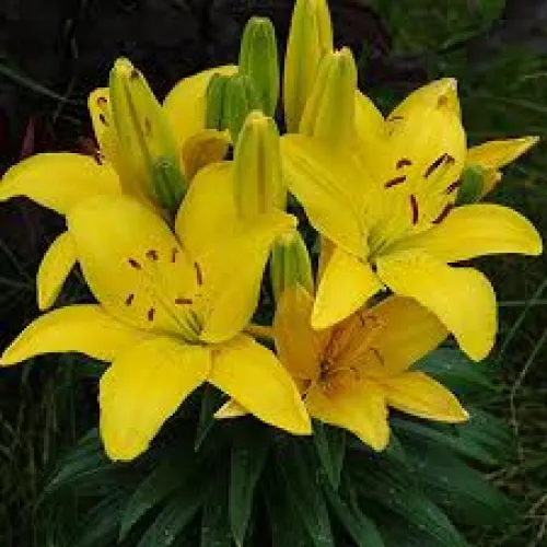 Ľalia Lemon Pixie