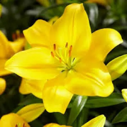 Ľalia Lemon Pixie