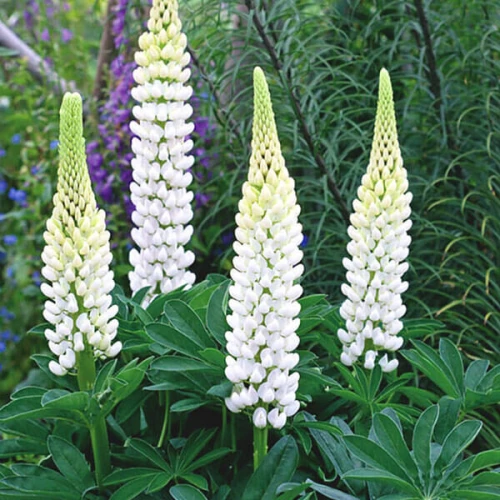 Lupin White 