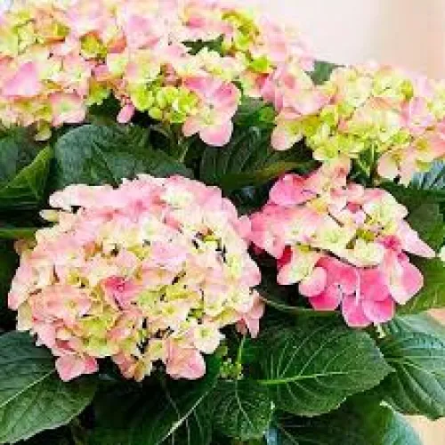 Hortenzia/Hydrangea macrophylla Pink Sensation C3