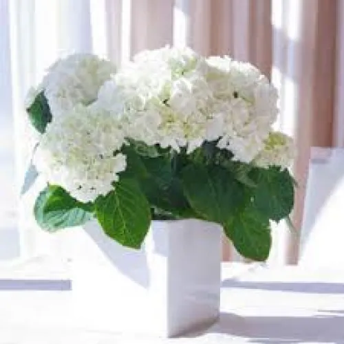 Hydrangea macrophylla Fest White.  C3