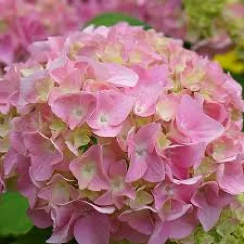 Hortenzia/Hydrangea macrophylla Pink Sensation C3