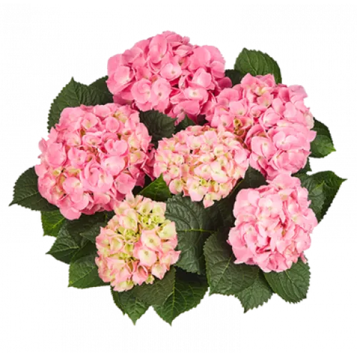 Hortenzia/Hydrangea macrophylla Pink Sensation C3
