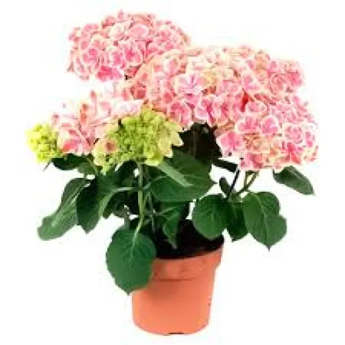 Hortenzia/Hydrangea macrophylla Pink Sensation C3