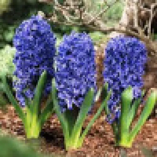 Hyacinth Marie 