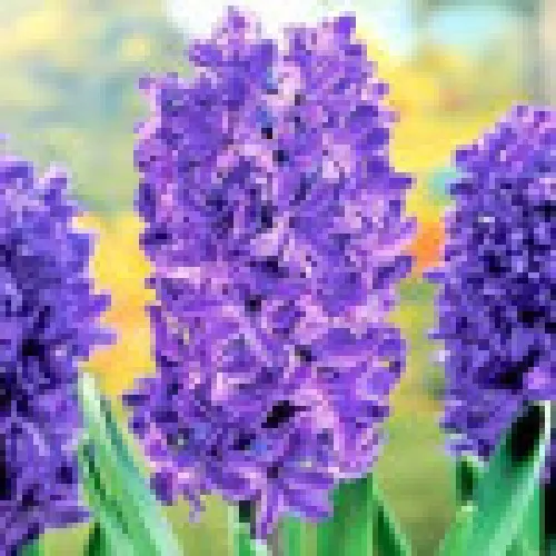 Hyacinth Marie 
