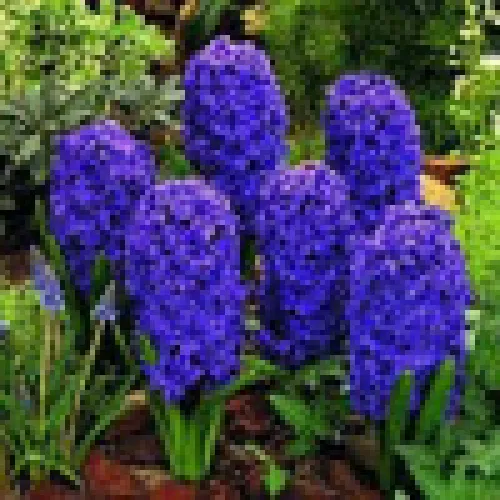 Hyacinth Marie 