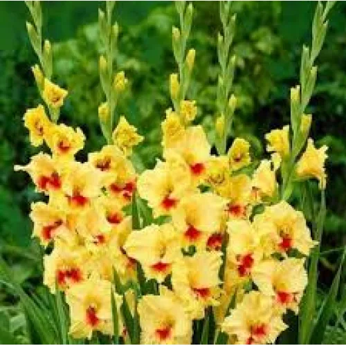Gladiolus MAXIAL