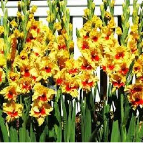 Gladiolus MAXIAL