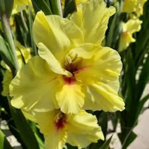 Gladiolus MAXIAL