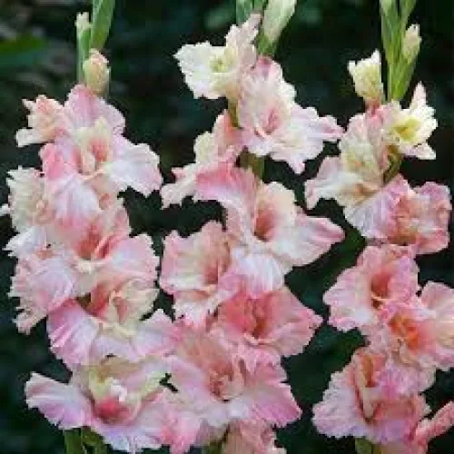 Gladiolus Mindset