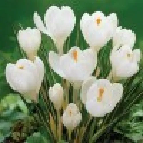 Crocus Miss Vain