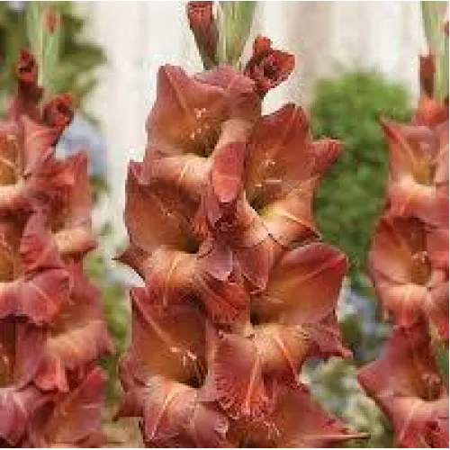 Gladiolus Mohican 