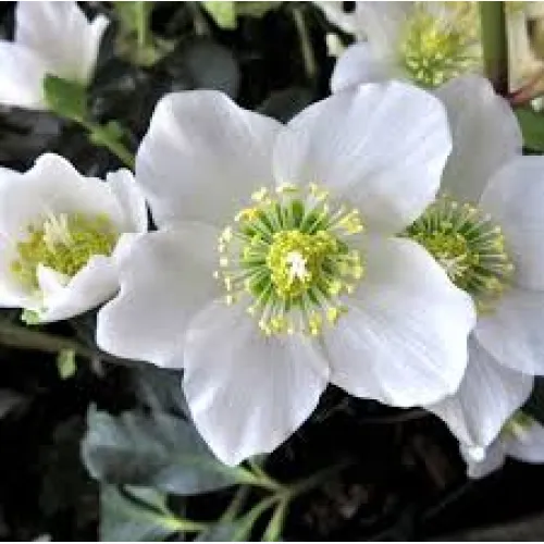 Hellebores/Čemerica Niger