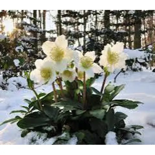 Hellebores/Čemerica Niger
