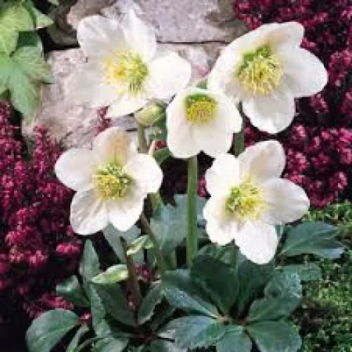 Hellebores/Čemerica Niger