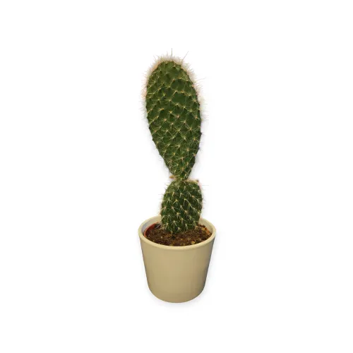 Opuntia microdasys Pilana 20-30 cm