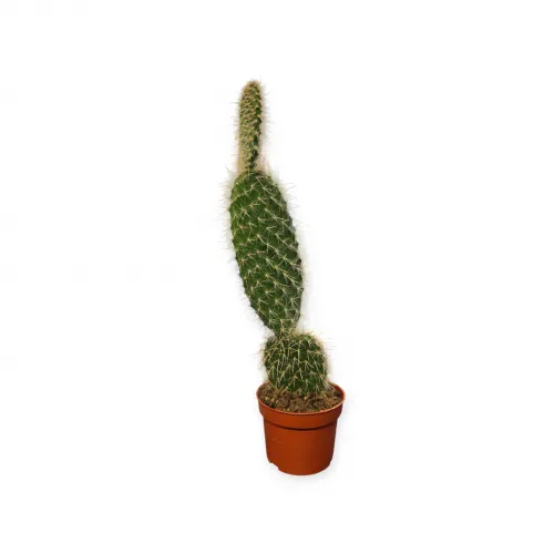 Opuntia microdasys Pilana 20-30 cm