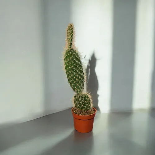 Opuntia microdasys Pilana 20-30 cm