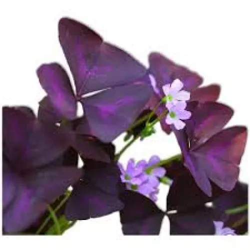 Oxalis  Burgundy Gelb