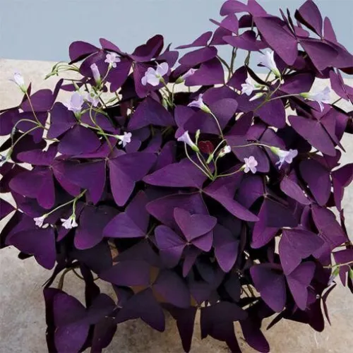 Oxalis  Burgundy Gelb