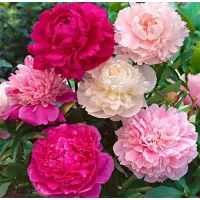 Paeonia 