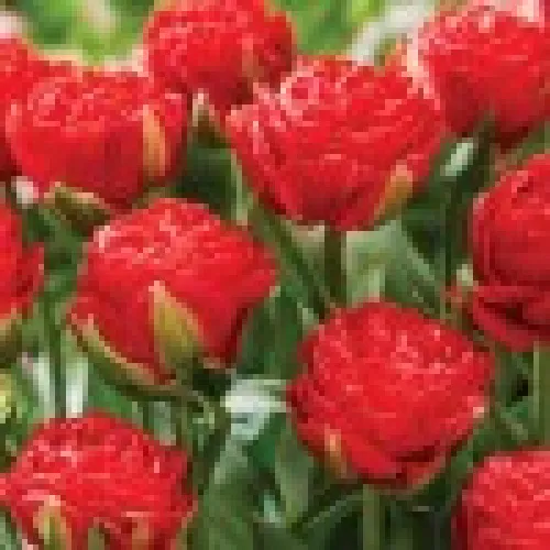 Tulipan Pamplona 