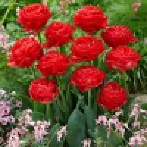 Tulipan Pamplona 