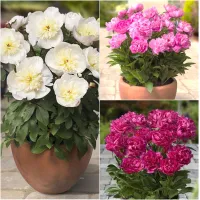 Pots Paeonia 