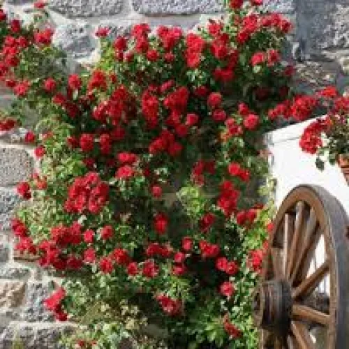 Ruža Paul's Scarlet 