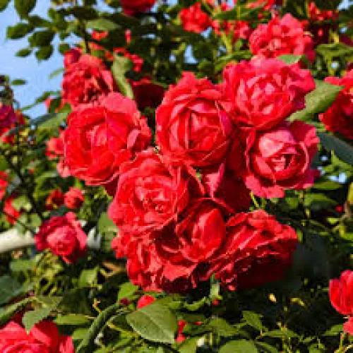 Ruža Paul's Scarlet 