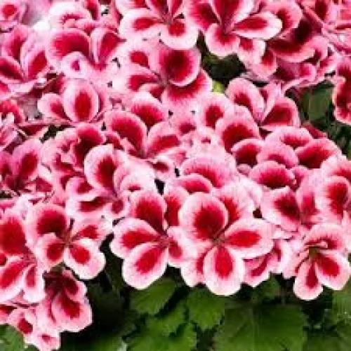 Pelargonium grandiflorium Aristo Strawberry Cream 30cm