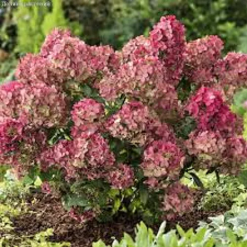 Hortenzia Petite Star (Hydrangea macrophylla) – 0,5 l kvetináč