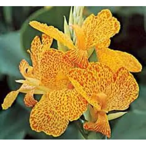 Canna Picasso 