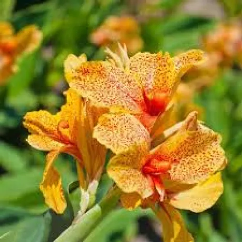 Canna Picasso 