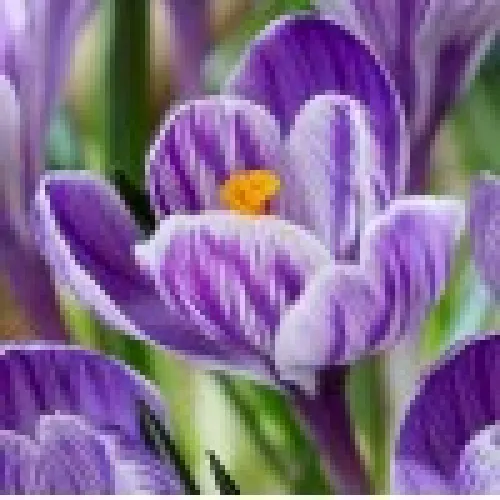 Crocus Pickwick