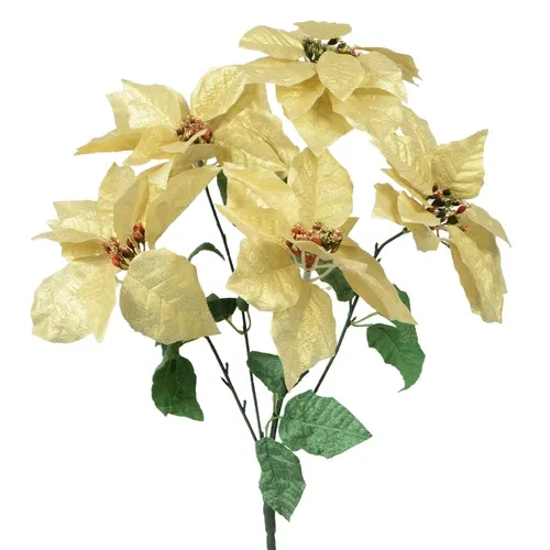 Poinsettia – kytica cream X304