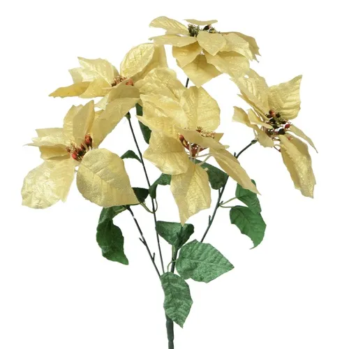 Poinsettia – kytica cream X304