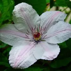 Clematis Pope Jan Pawel II 