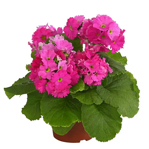 Primula Touch me Pink 