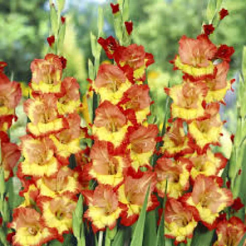 Gladiolus Princess Margaret Rose  