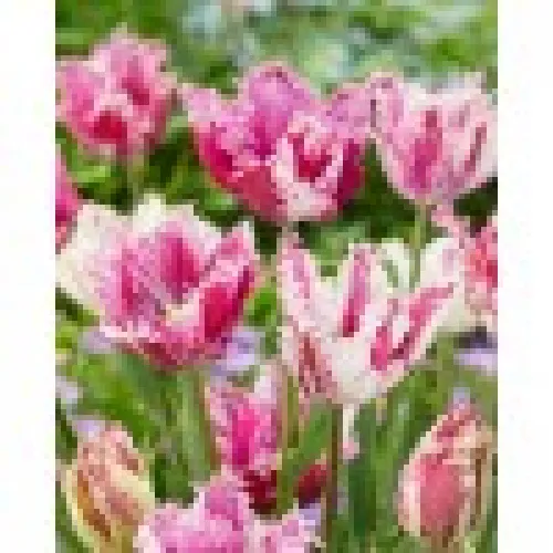 Tulup Purple Circus