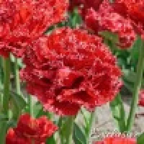 Tulipan Qatar