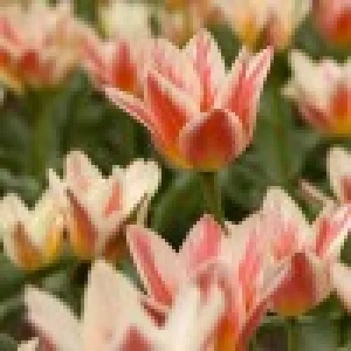 Tulipan Quebec