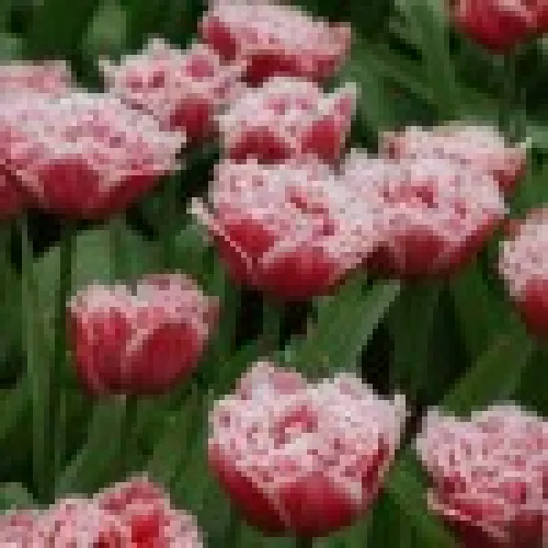 Tulipan Queensland